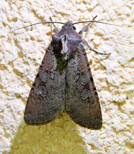 Réf. 335 271 : Peridroma saucia